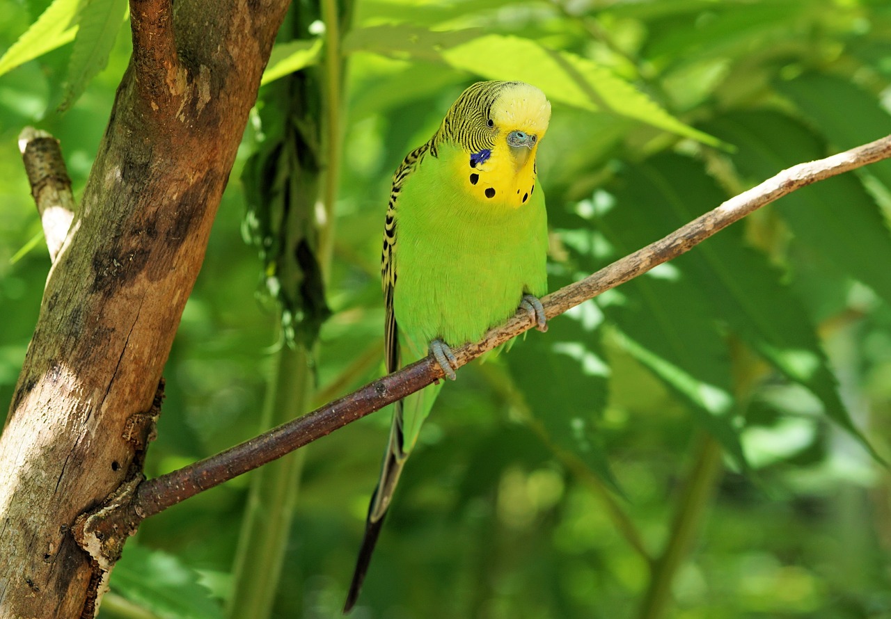 budgie bird animal free photo