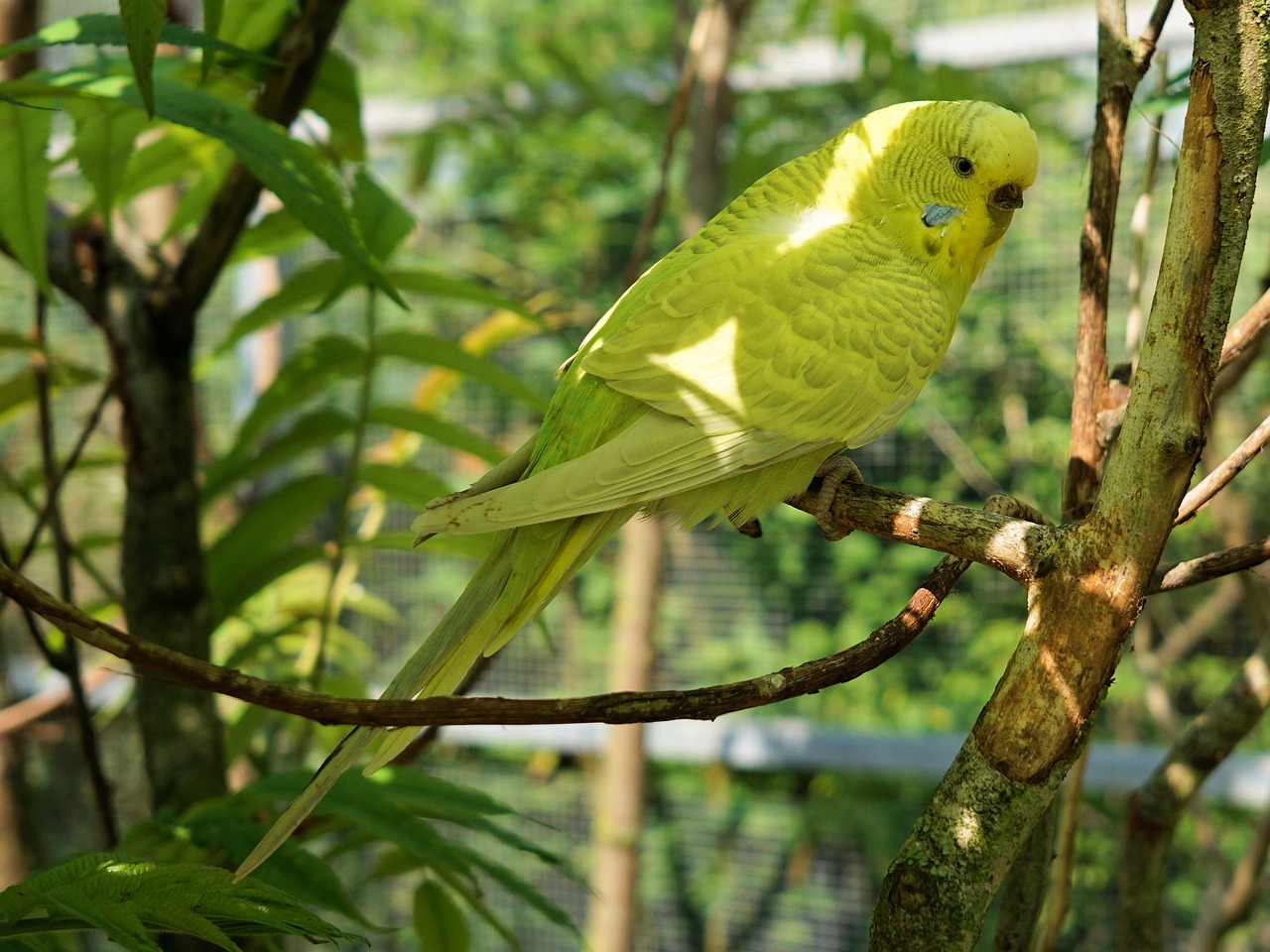 budgie bird animal free photo