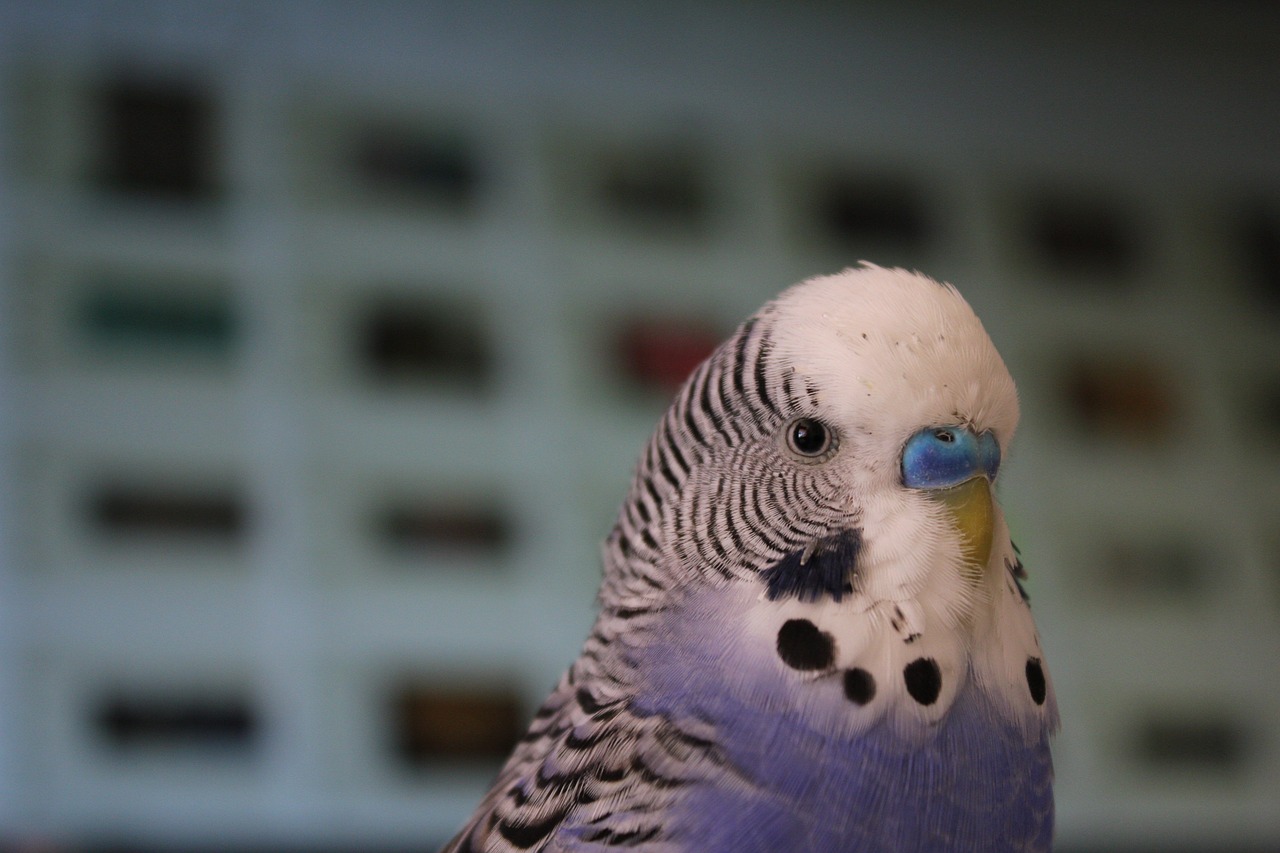 budgie  blue  parakeet free photo