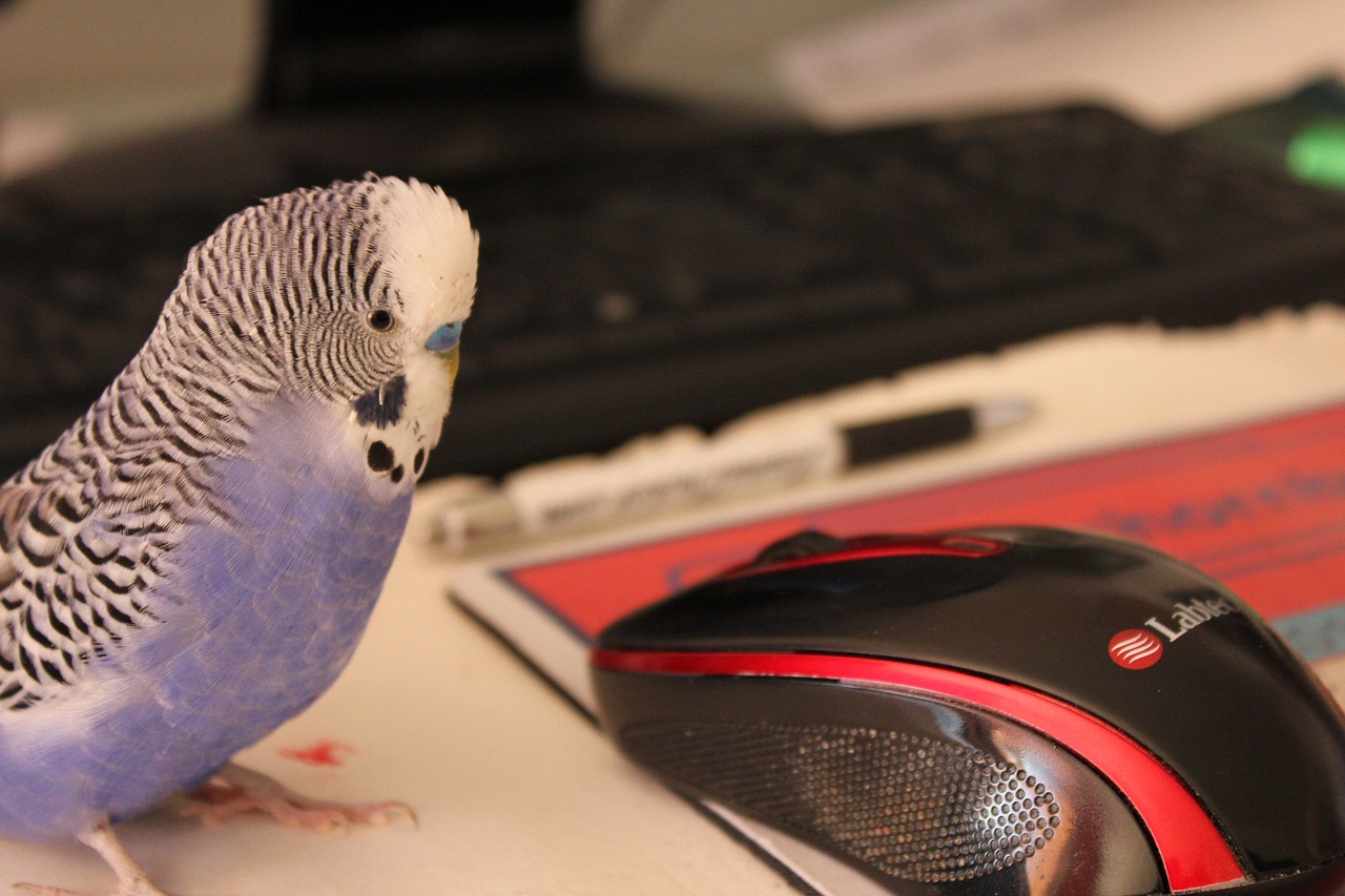 budgie  blue  parakeet free photo