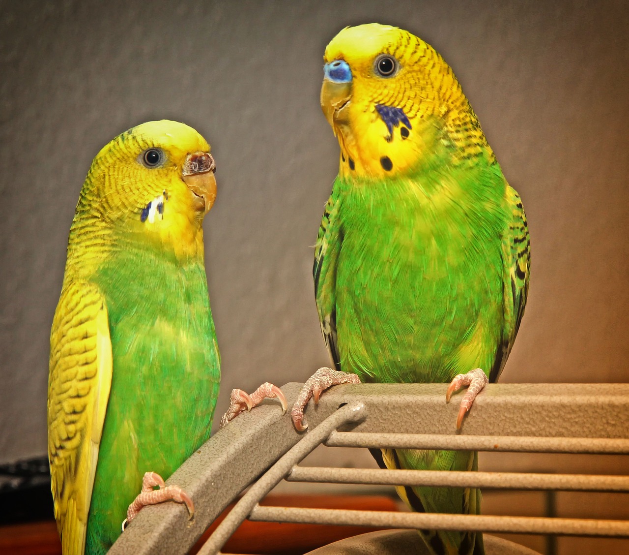 budgie  pair  birds free photo