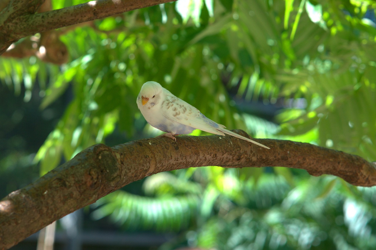 budgie  bird  parakeet free photo
