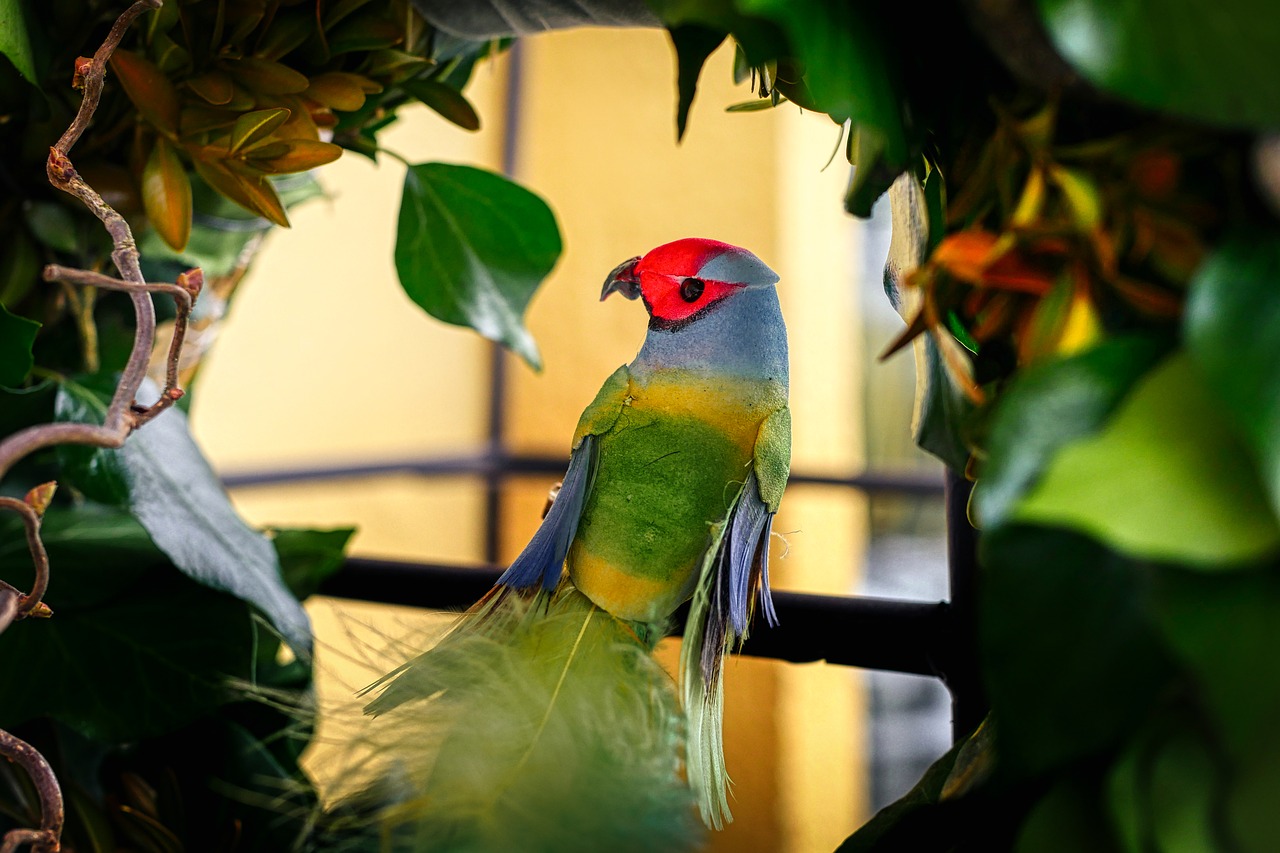 budgie  bird  deco free photo