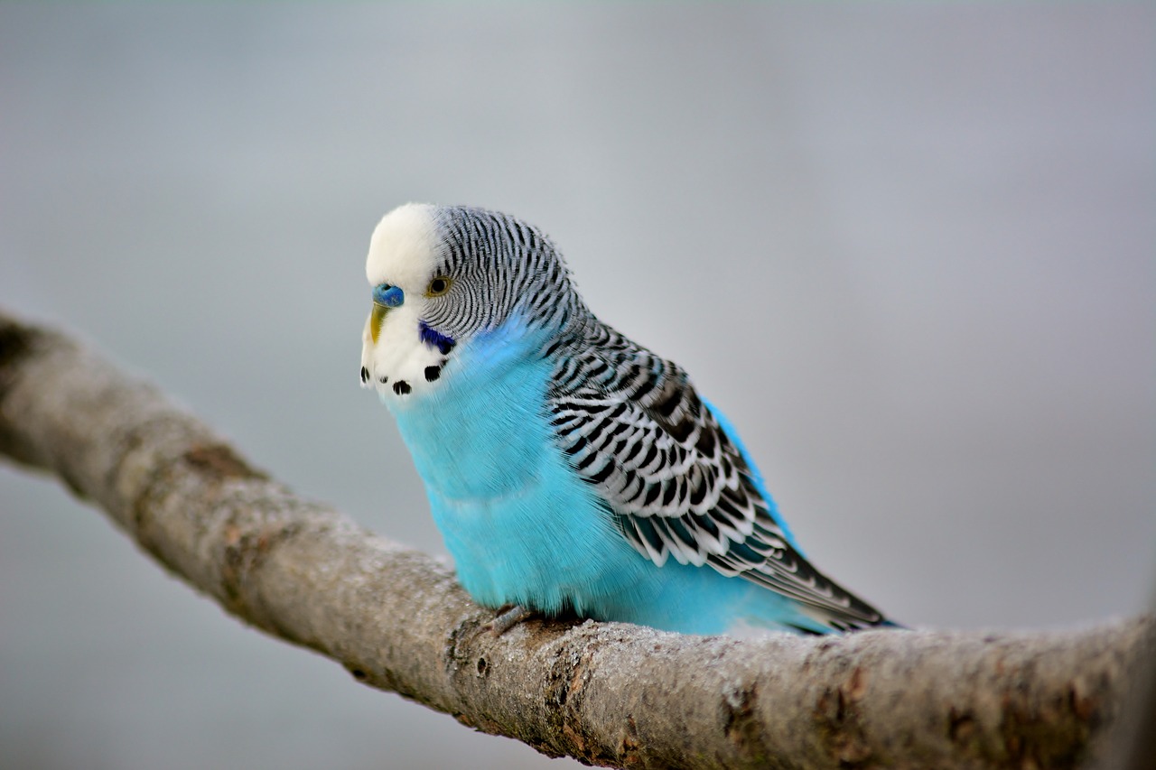 budgie  exot  close up free photo