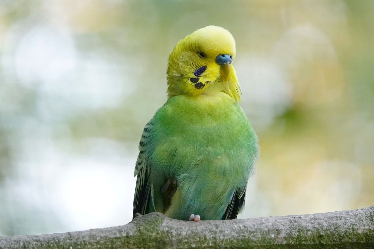 budgie  tired  half asleep free photo