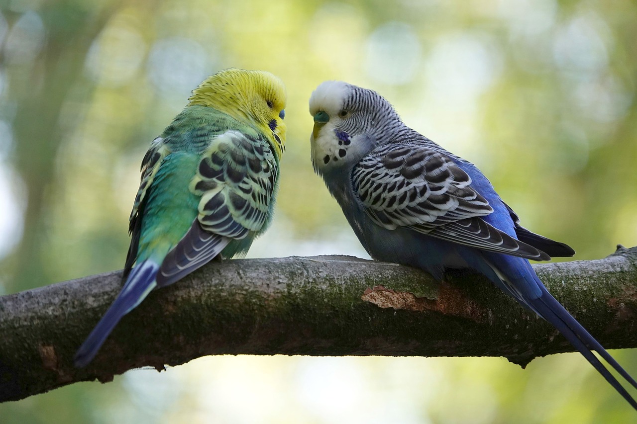 budgie  pair  entertainment free photo