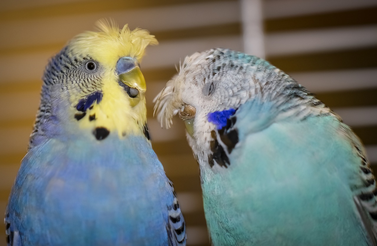 budgie  bird  parrot free photo