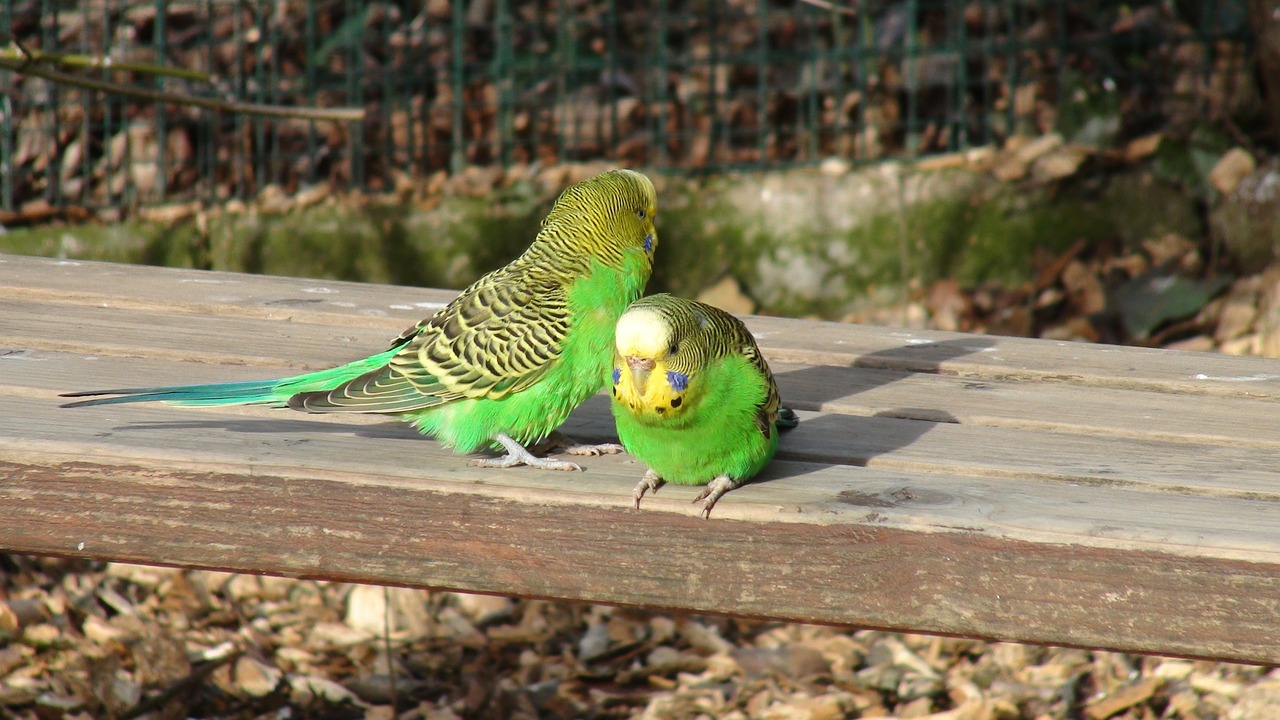 budgie bench green parrot free photo