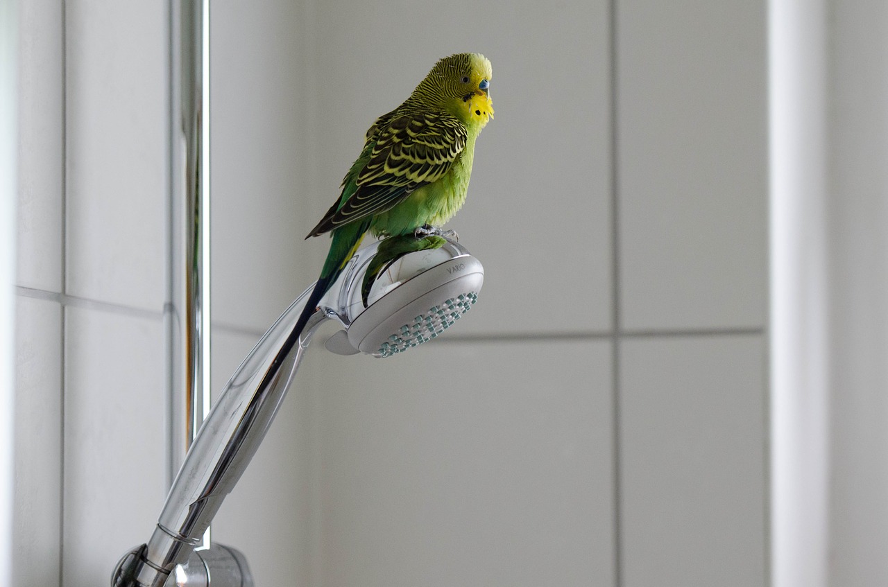 budgie green green bird free photo