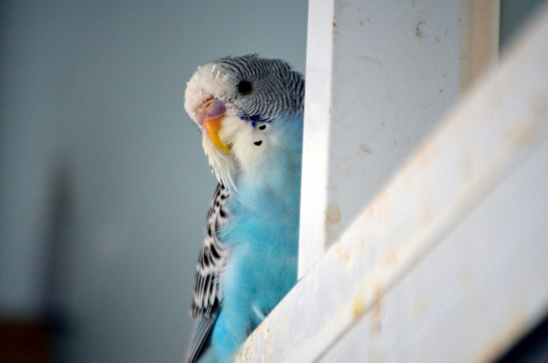 animals bird parakeet free photo