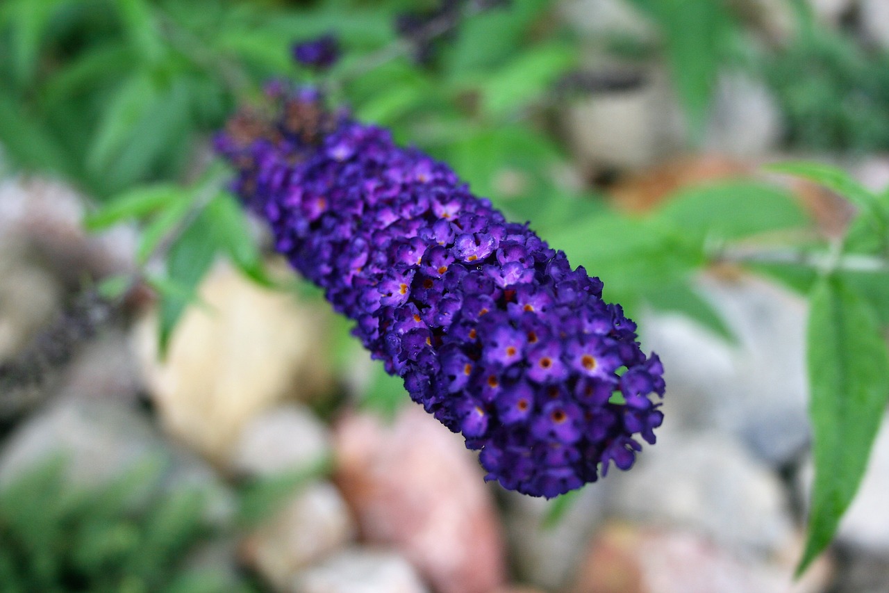 budleia  dark  flower free photo