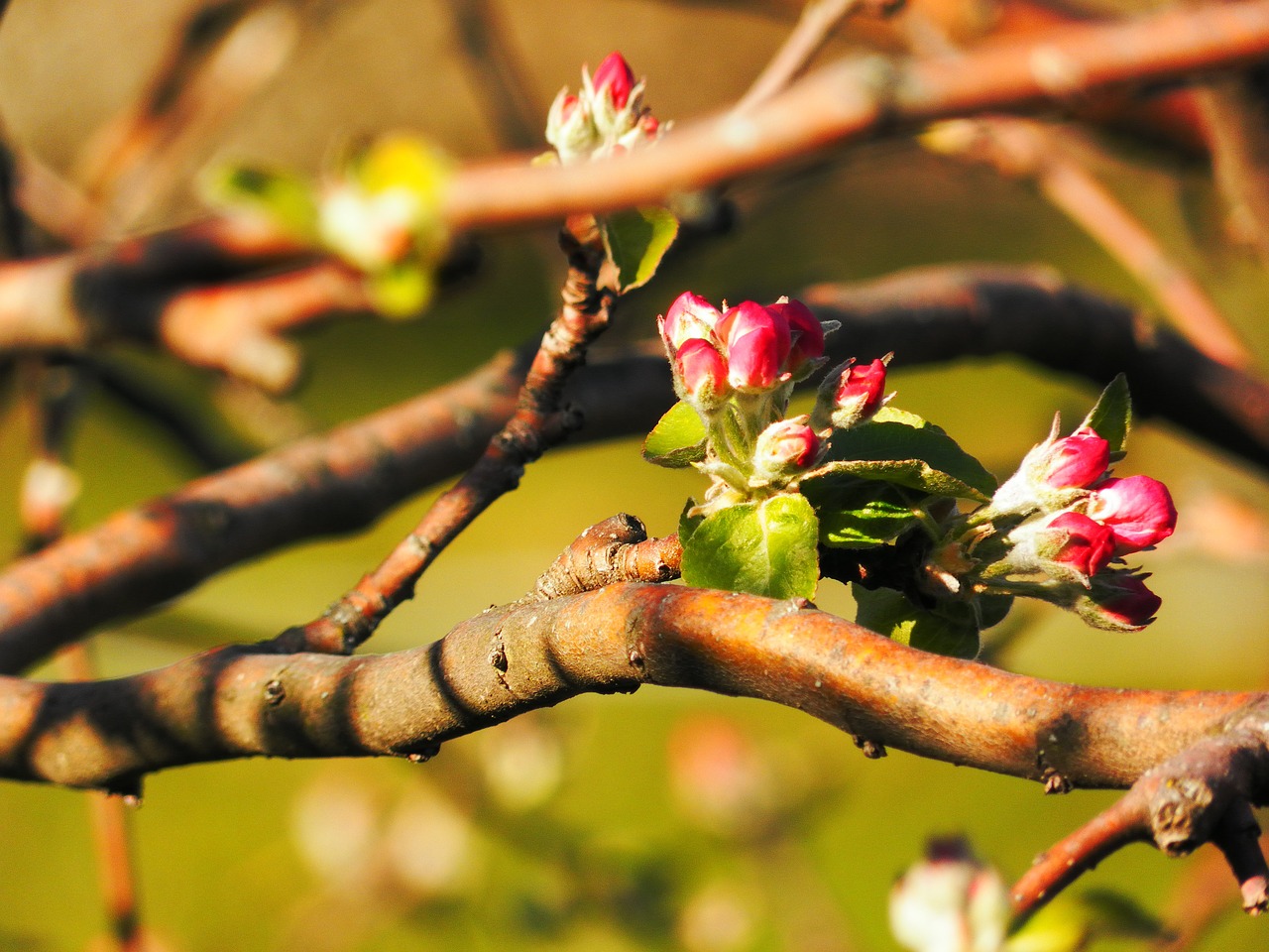 buds flowers spring free photo