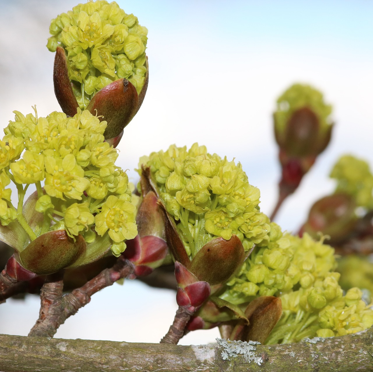 buds sycamore tree free photo