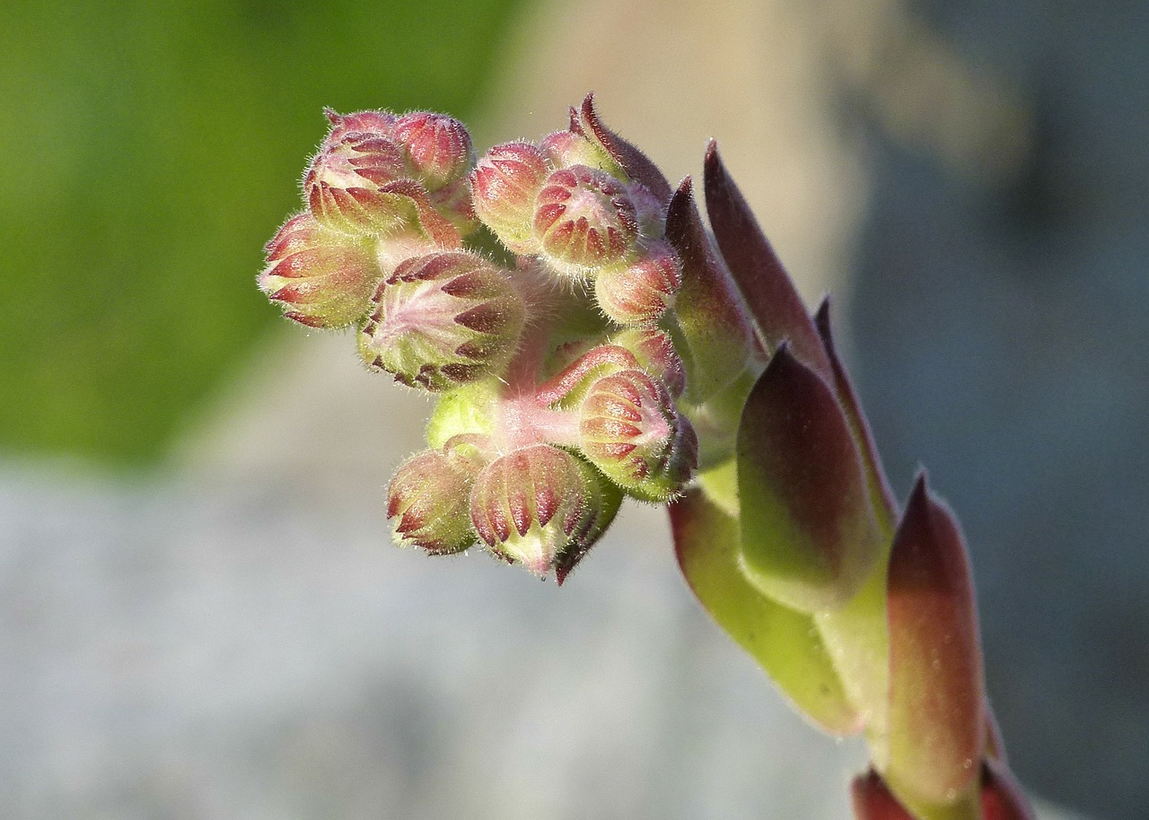 buds hens and chicks succulent free photo