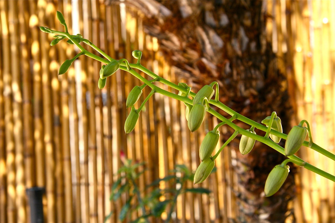 buds spike plant free photo