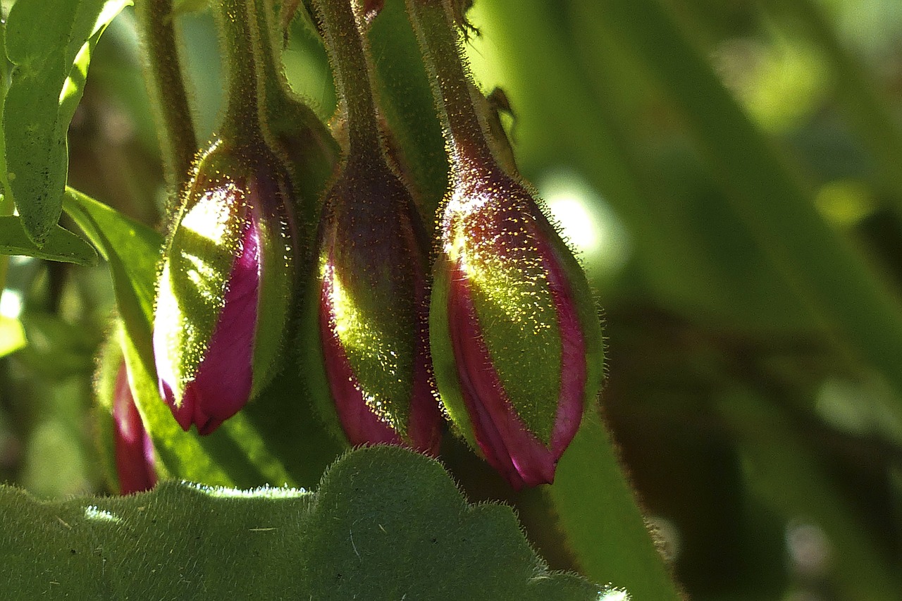 buds geranium flower free photo