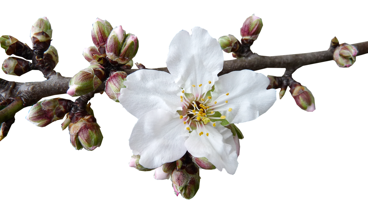 buds blossom almond free photo