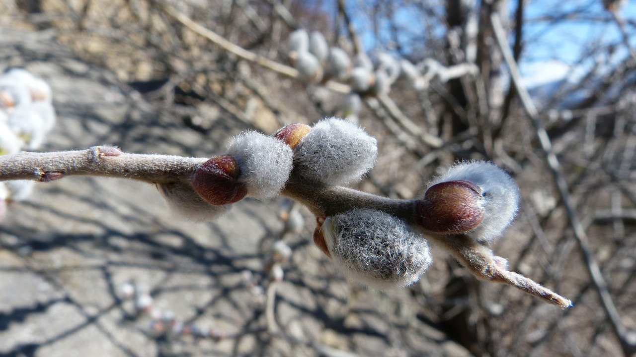 buds nature macro free photo