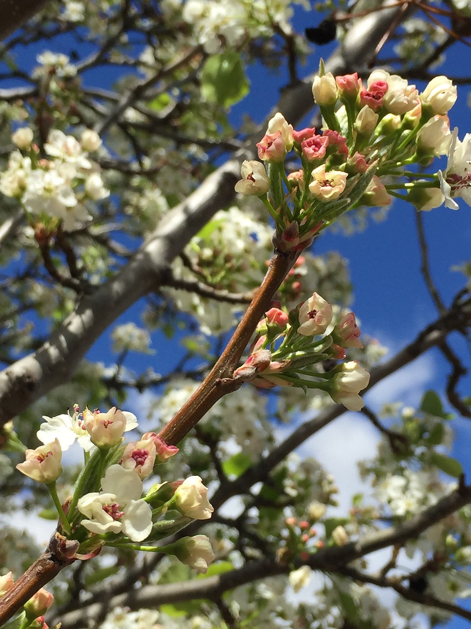 buds blossoms flowers free photo