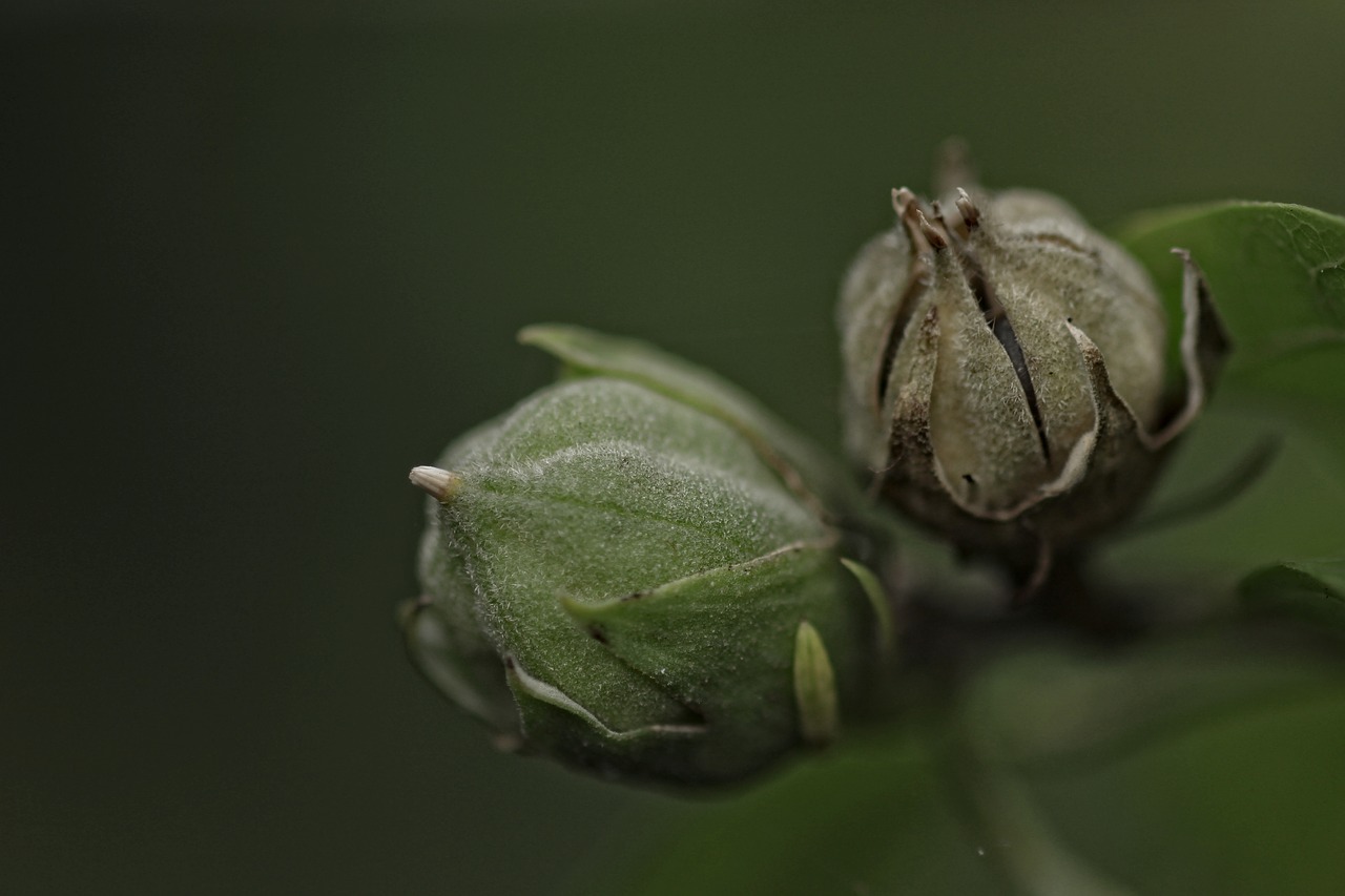 buds seeds hibiscus free photo