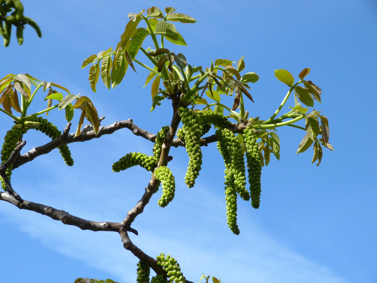 buds nature branch free photo