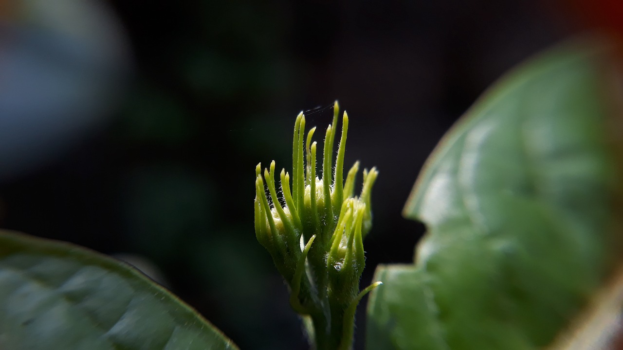 buds  macro  close up free photo