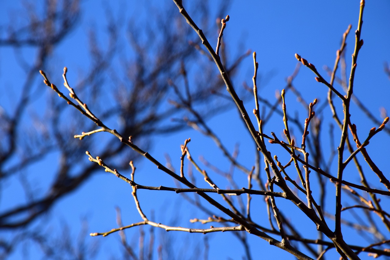 buds  sky  branches free photo