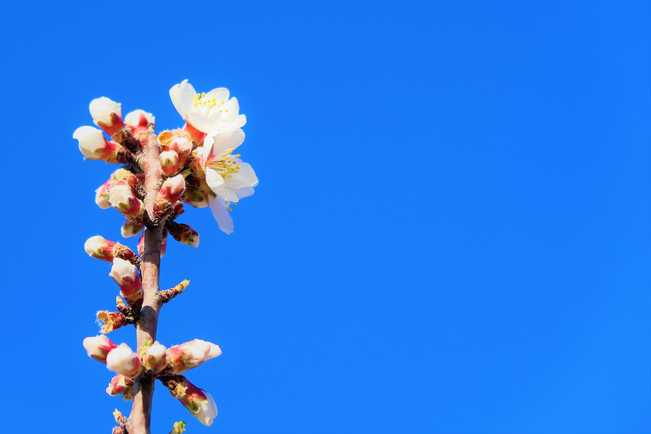 buds  flowers  spring free photo