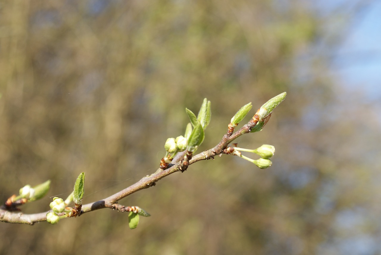 buds  nature  spring free photo