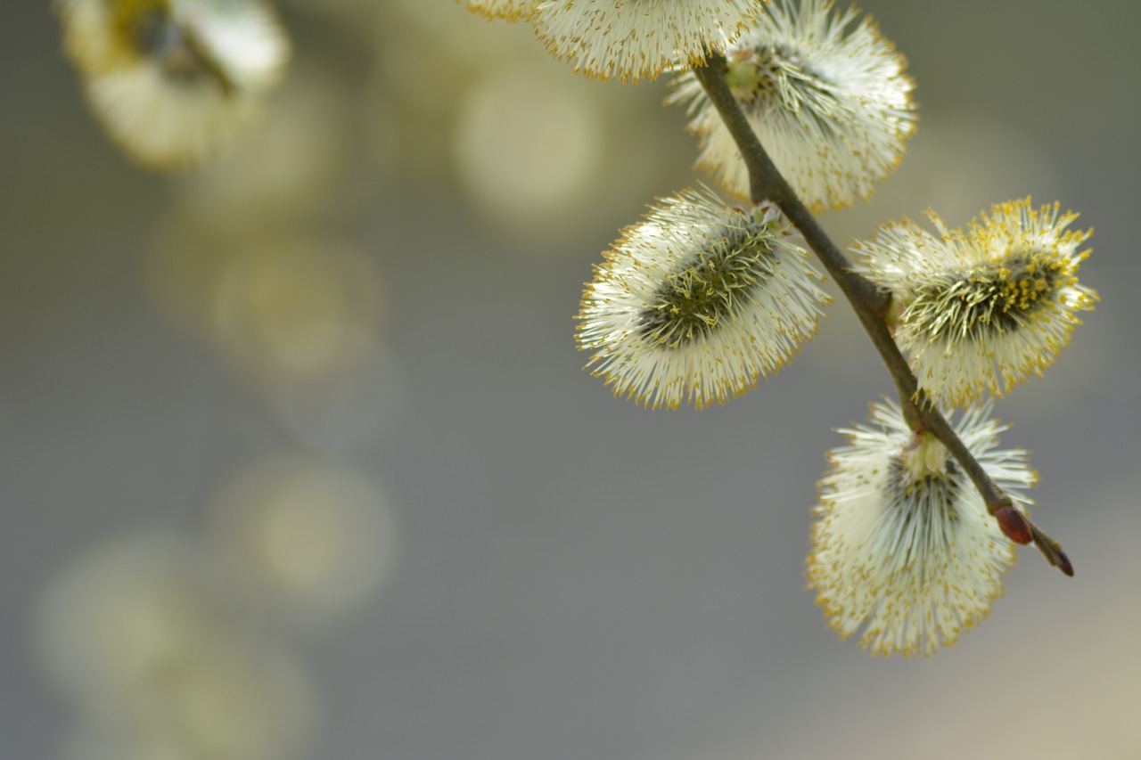 buds  spring  natural free photo