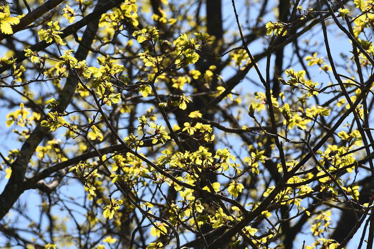 buds  leaves  spring free photo