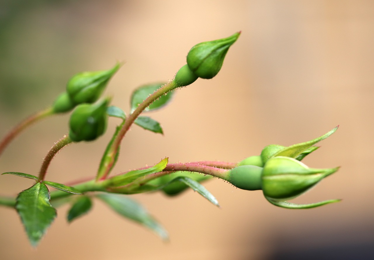 buds  rose  plant free photo