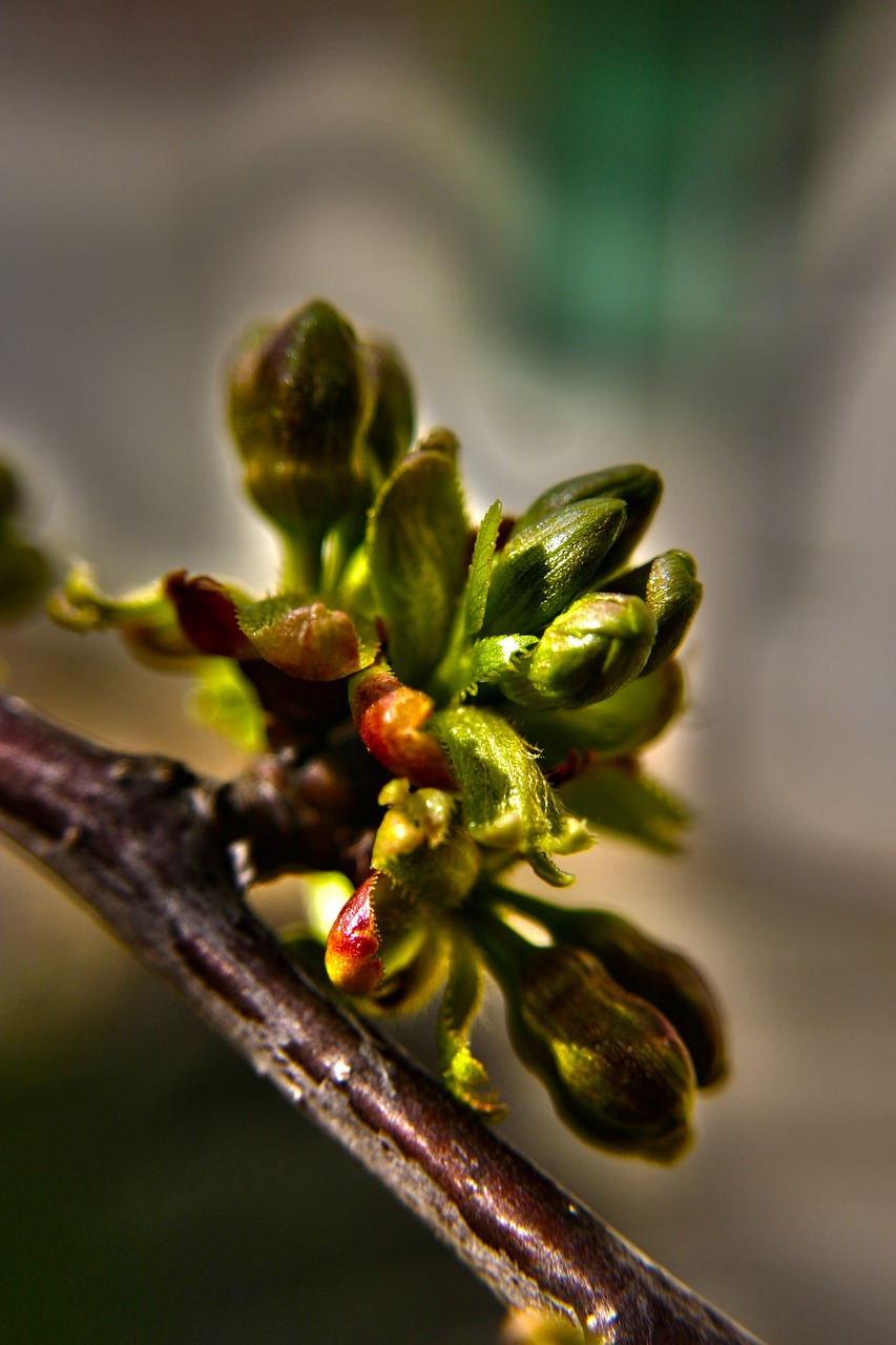 buds flower buds floral free photo