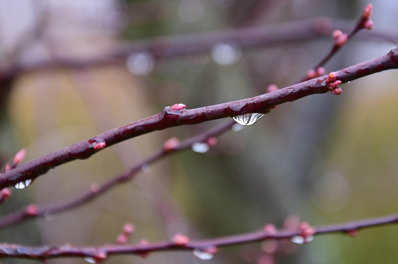 buds blood cherry drop of water spring free photo