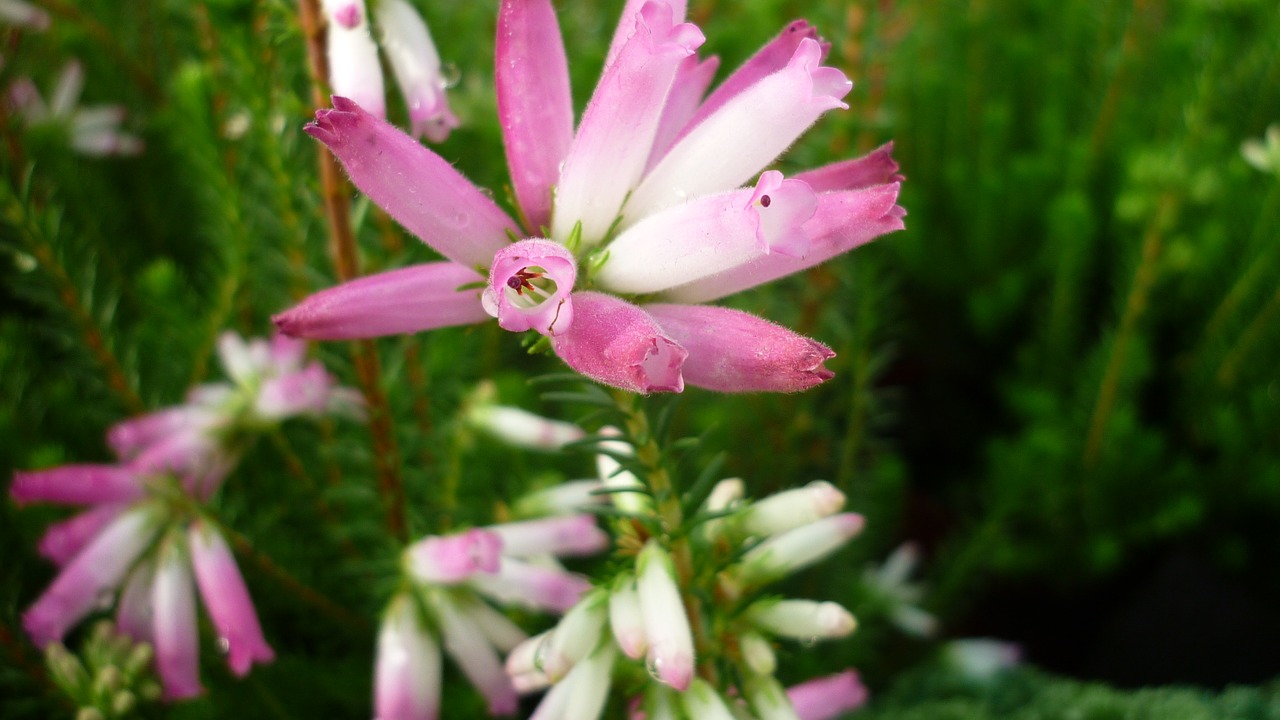 buds-heath flower pink free photo