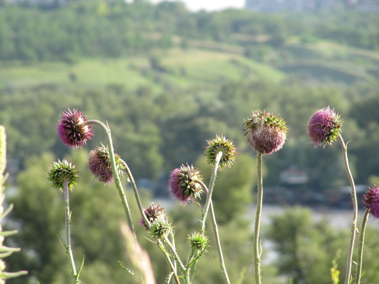 budyak thistle pink free photo