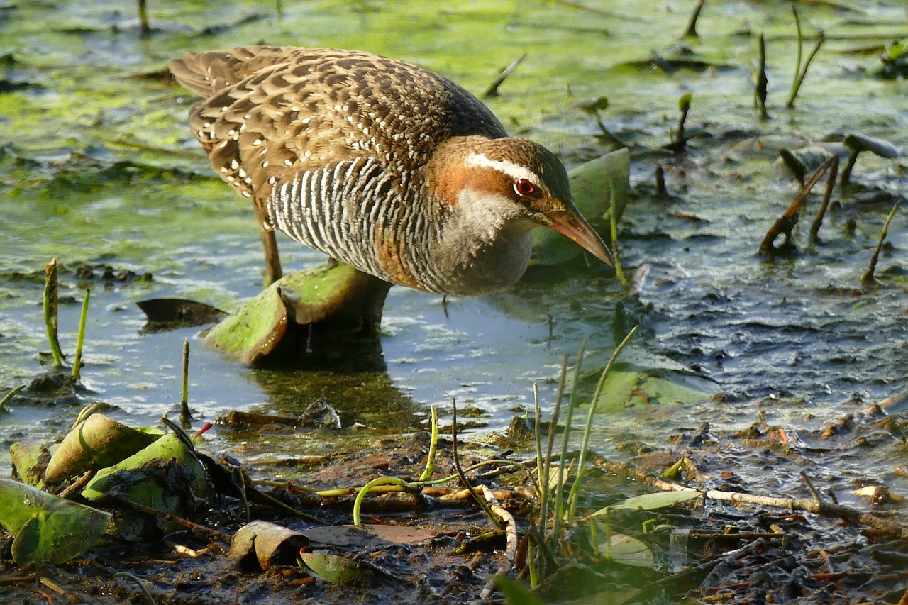 buff banded rail free photo