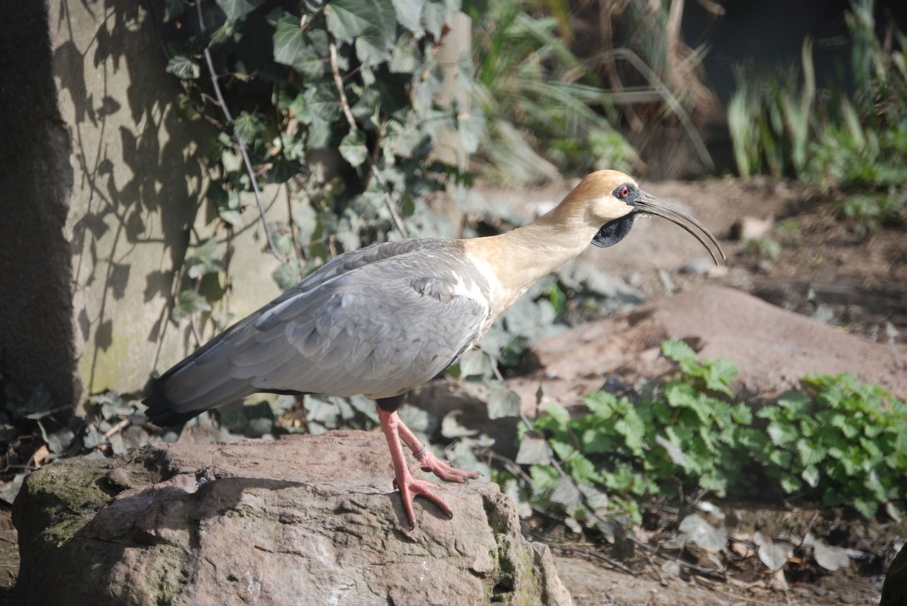 buff-necked ibis ibis bird free photo