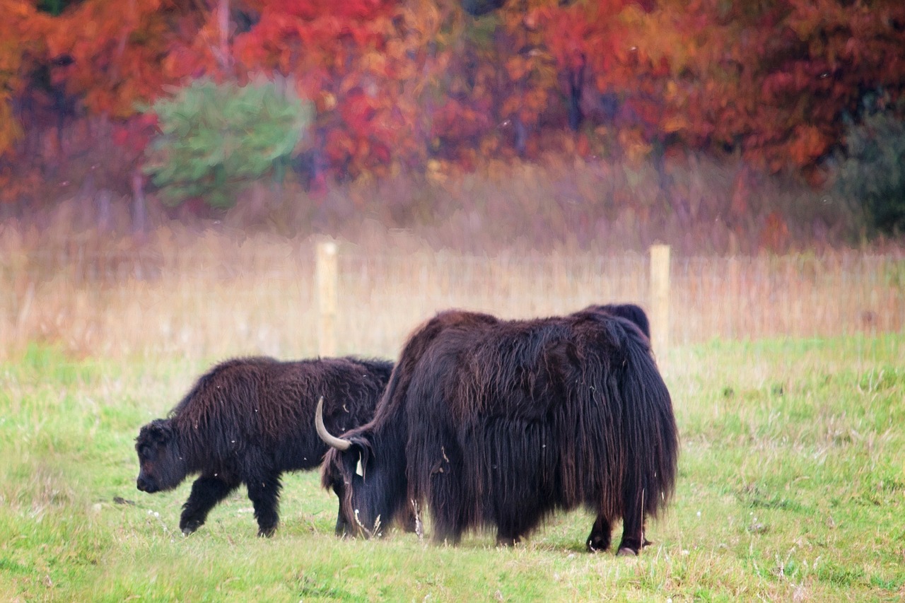 buffalo fall autumn free photo