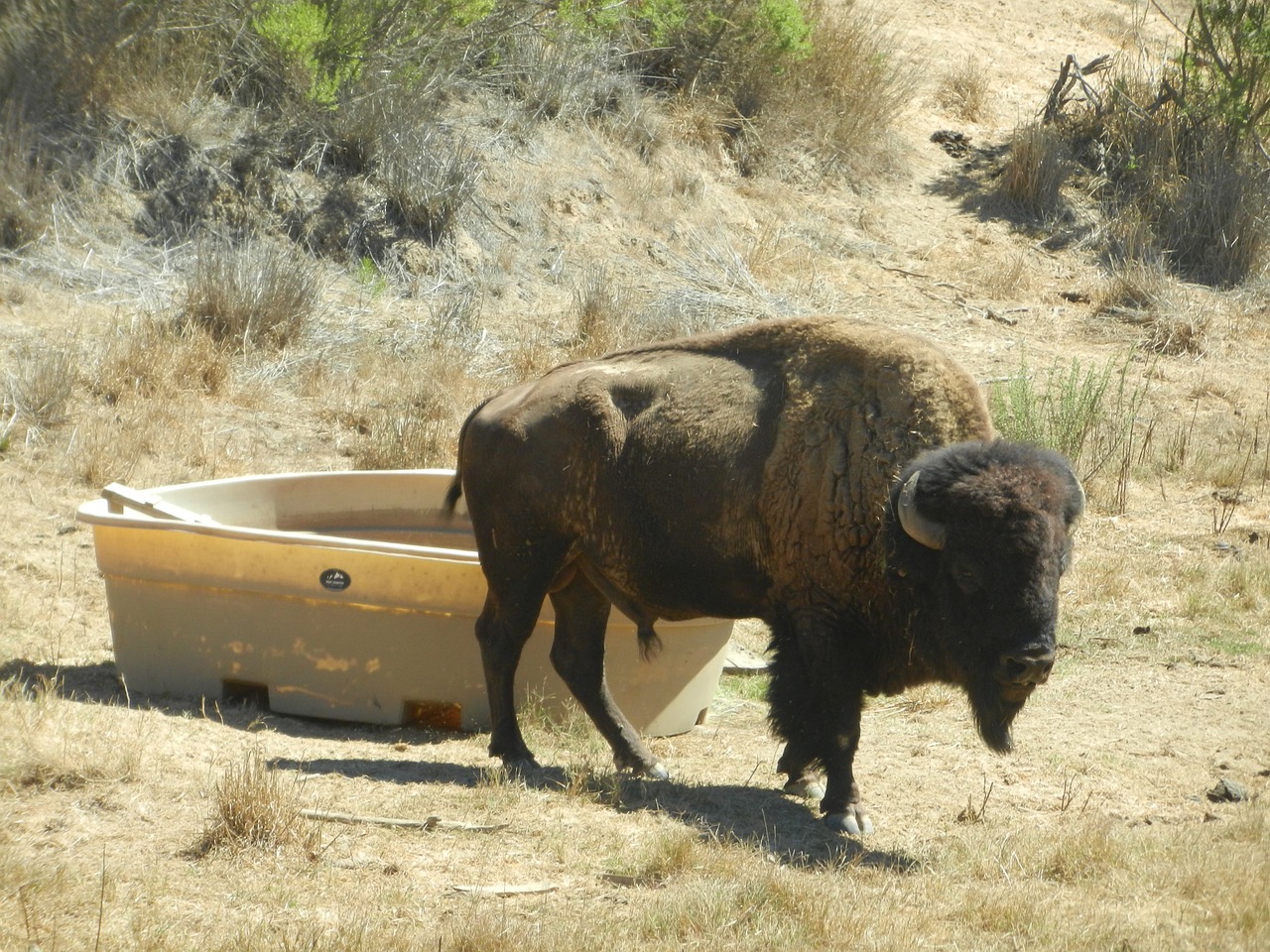 buffalo wild life animal free photo