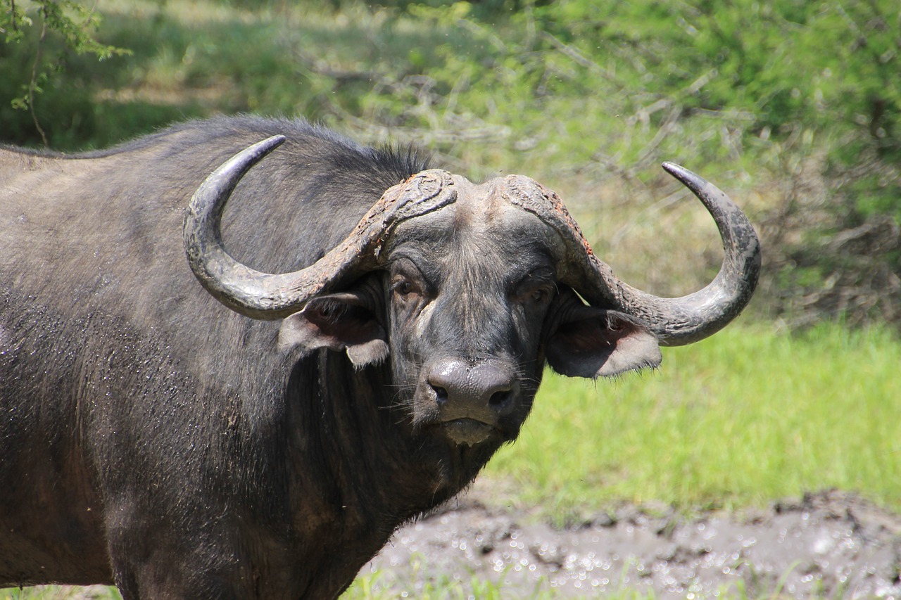 buffalo kruger national park krueger free photo