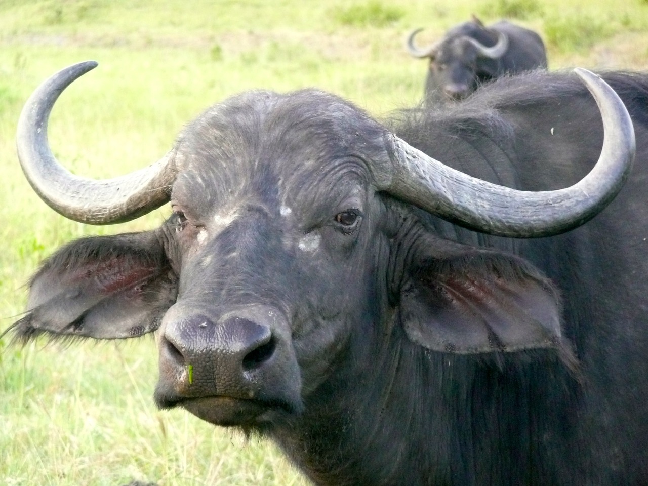 buffalo kenya africa free photo