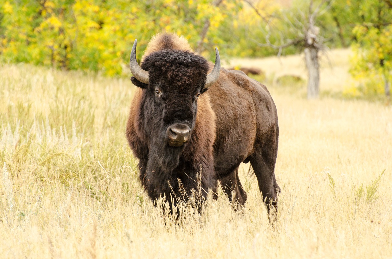 buffalo buffalo head animal free photo