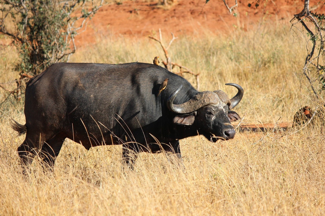buffalo tsavo kenya free photo