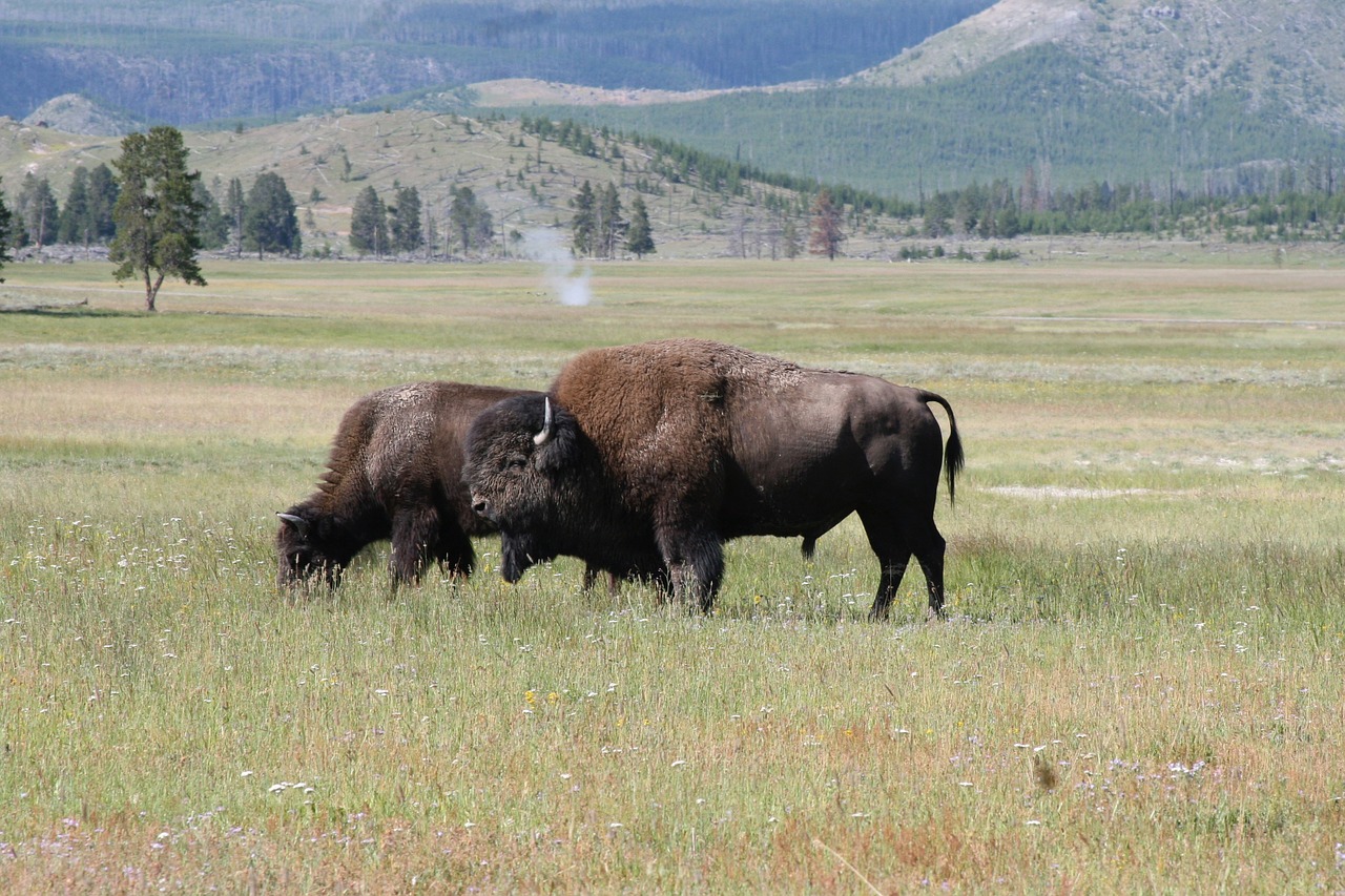 buffalo grazing wildlife free photo