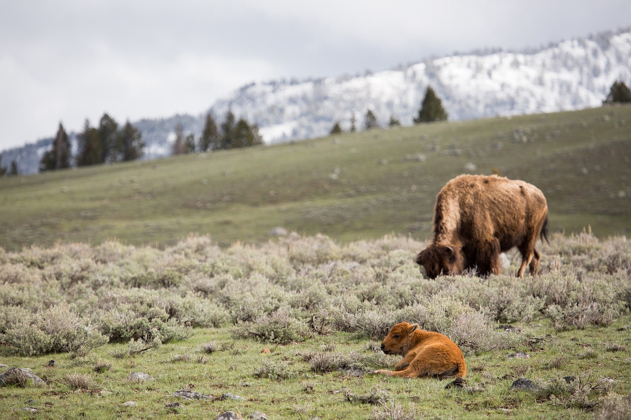 buffalo cow calf free photo