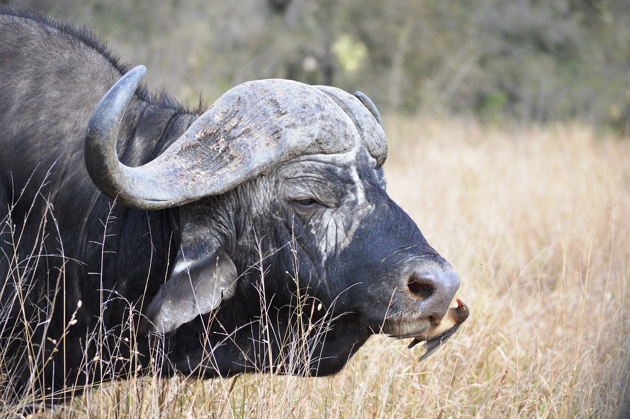 buffalo south africa kruger park free photo