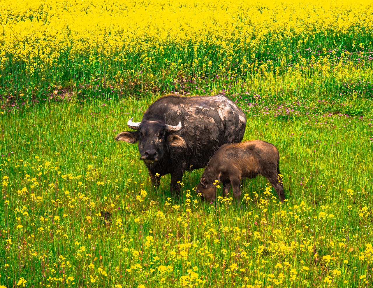 buffalo china farmer free photo