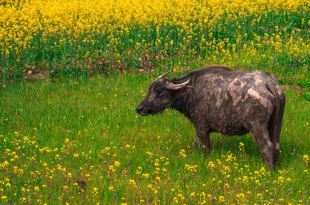 buffalo china farm free photo