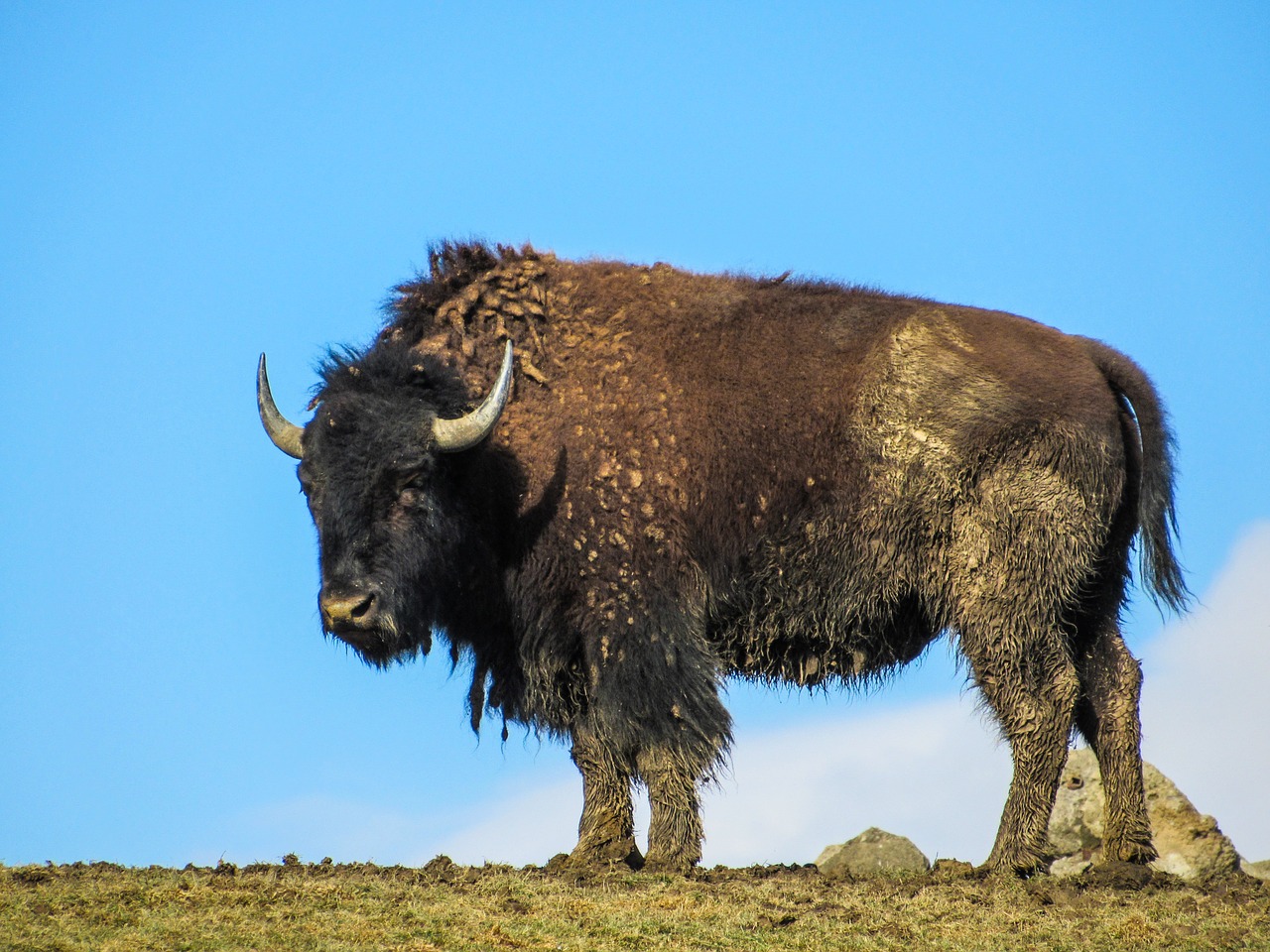 buffalo animal wild free photo